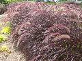 Red Fountain Grass / Pennisetum setaceum ‘Purpureum’
